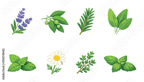 Mixed culinary and medicinal herbs arranged on green background