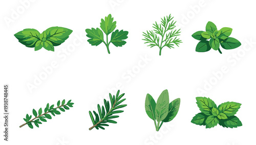Assortment of herb leaves and sprigs on green background