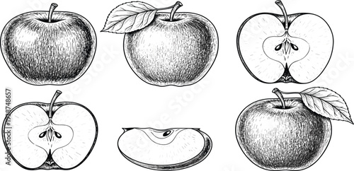 Hand Drawn Apple Engraving Illustration Set with Whole Apples, Half Cut Fruit, Slice and Leaf in Vintage Botanical Sketch Style