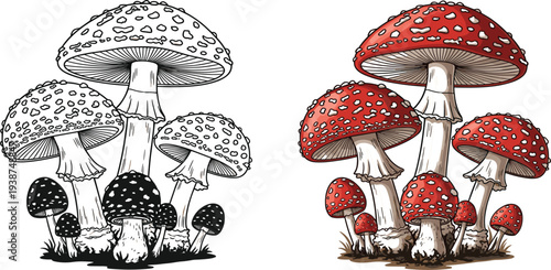 Hand Drawn Fly Agaric Mushroom Illustration Set with Black and White and Colored Toadstool Vintage Botanical Vector for Nature and Fantasy Designs
