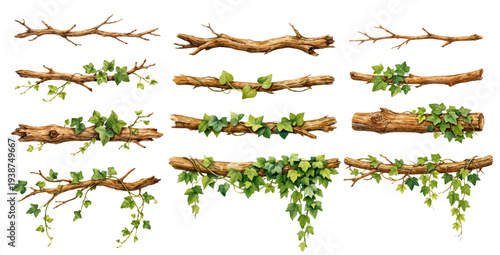 A charming watercolor collection of rustic wooden branches with climbing ivy vines for botanical border illustrations and woodland design.