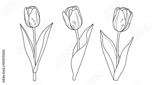 Collection of three distinct tulip flower illustrations in elegant black and white line art, each with its stem and leaves, capturing spring beauty.
