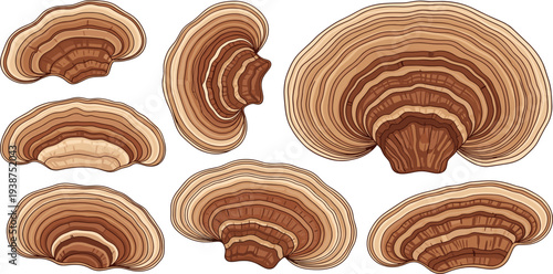 Realistic Bracket Fungus Mushroom Set with Detailed Wood Texture Layers Isolated Forest Nature Vector Illustration Collection
