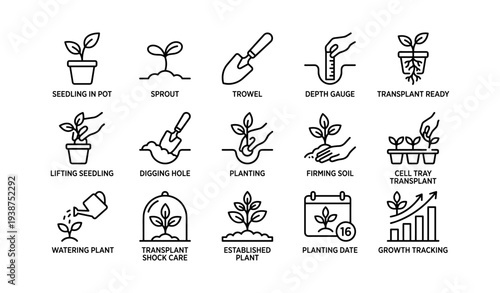 Planting stages and tools: from seedling to growth tracking