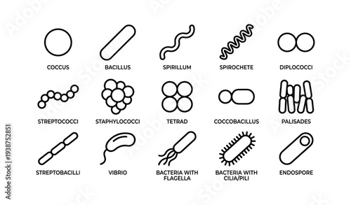 Bacteria shapes: coccus, bacillus, spirillum, spirochete, more