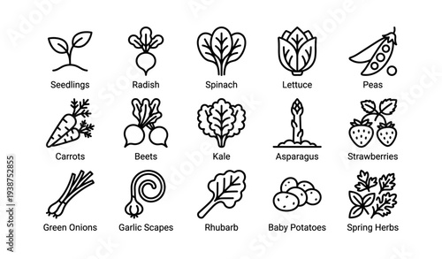 Garden fresh icons: seedlings, radish, spinach, lettuce, peas, and more