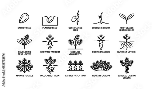 Carrot growth stages illustration: seed to bundled greens development process
