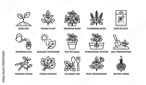Herb gardening basics: young plants, growing basil, hydroponic systems, and pest management