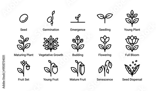 Stages of plant growth illustration: seed to seed dispersal diagram