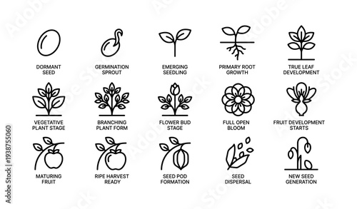 Stages of plant growth: seed to maturation lifecycle illustrated