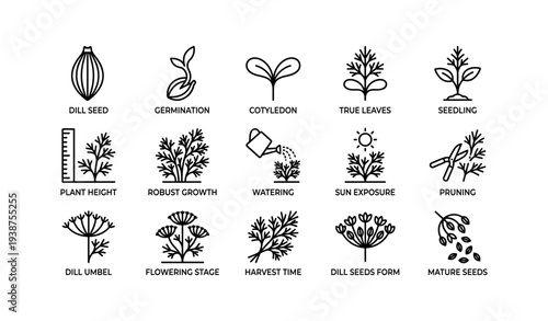 Dill growth stages: seed, germination, cotyledon, true leaves, seedling
