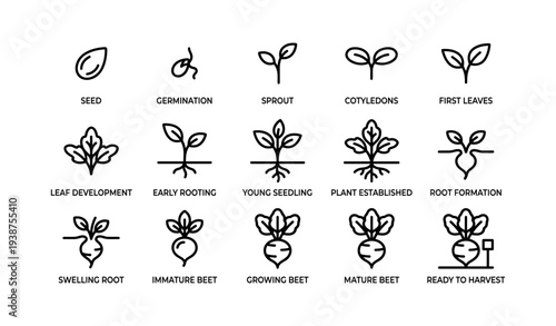Seed to harvest: stages of beetroot growth and development illustrated
