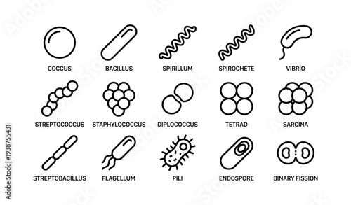 Types of bacteria: shapes and structures illustrated