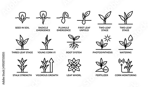 Corn growth stages and monitoring icons