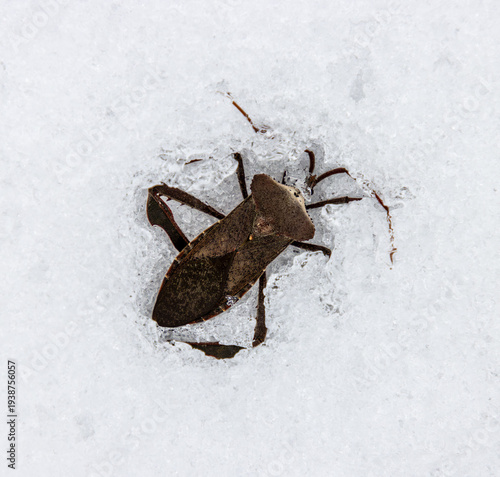 Canvas Print Leaf-footed leaf-legged Coreidae bug beetle frozen into snow in harsh winter clo