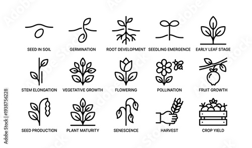Plant growth cycle stages illustrated with clear icon set