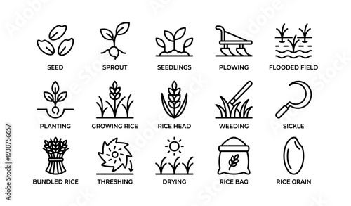 Rice cultivation icons: seed, planting, harvesting, drying, packaging