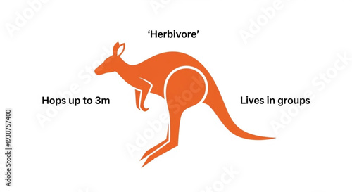 Kangaroo facts illustration showing herbivore diet hopping ability up to 3m and group living habits in orange silhouette
