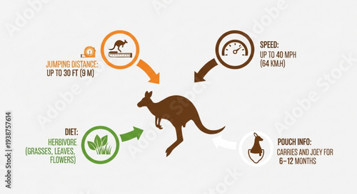 Kangaroo jumping with infographic details about its habitat diet speed and reproduction illustrated in brown and green on white background