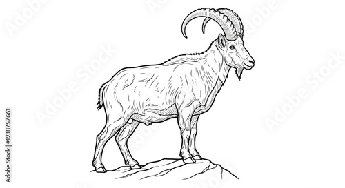 Monochrome detailed illustration of a majestic wild ibex standing firmly on a rugged mountain rock