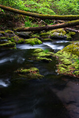 Fototapete Krankenhaus Nebliger Waldbach mit moosigen Steinen  © SurfyArt