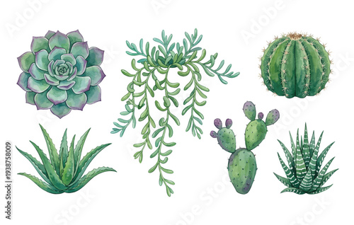 Watercolor succulent plants and cacti collection isolated on transparent