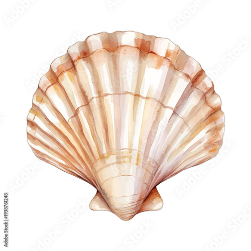 Watercolor Scallop Seashell Clipart Isolated on White Background