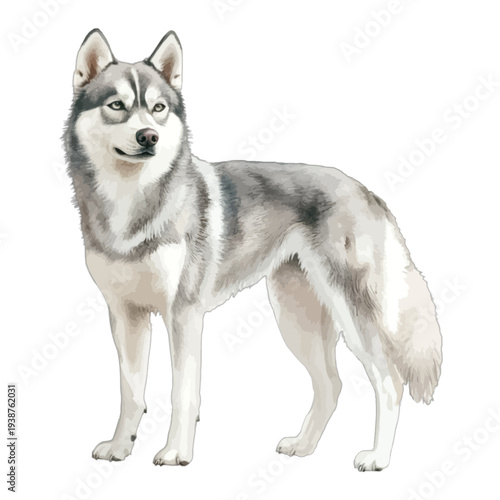 Watercolor Siberian Husky Dog Standing Isolated on White Background