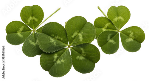 A group of green four-leaf clovers on transparent background