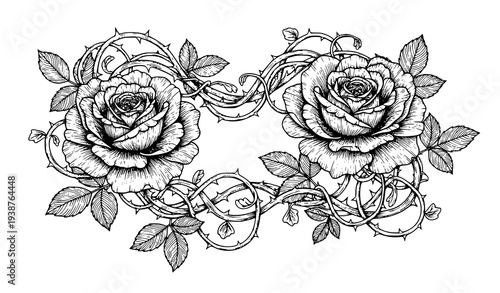 Black and White Rose and Thorn Vine Botanical Illustration Vector