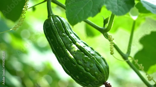 Closeup of a fresh green bitter melon growing on a vine in a garden.