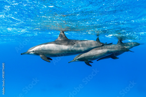 Pod of spinner dolphins swimming in clear blue water in the Red Sea, Egypt.