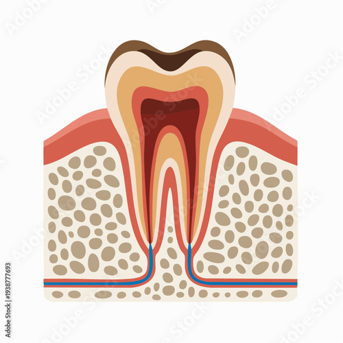 Anatomy of a tooth cross-section illustration with enamel, dentin, pul
