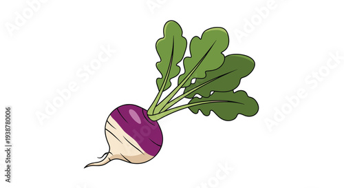 Flat vector illustration of a purple and white turnip vegetable with fresh green leaves attached isolated on a clean white background.