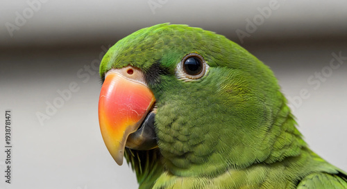 parrot