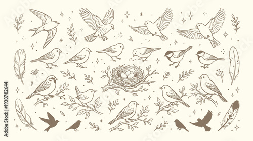 A charming collection of hand-drawn bird illustrations, featuring various species in flight and perched, alongside nests, eggs, feathers, and botanical elements.