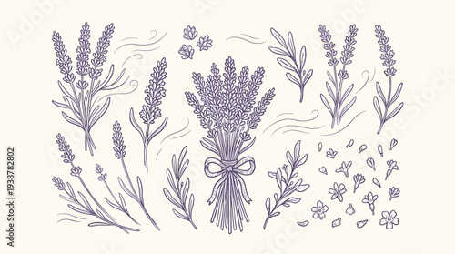 A charming hand-drawn illustration featuring a collection of lavender sprigs, bouquets, and scattered petals, evoking a sense of rustic elegance and natural beauty.