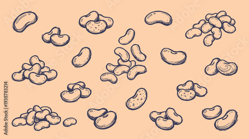 A collection of various types of beans, illustrated in a hand-drawn sketch style on a plain background.