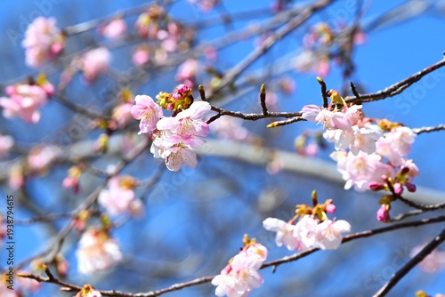 Cherry blossoms bloom for a short time and then fade away, and Japanese people cherish this fleeting beauty.