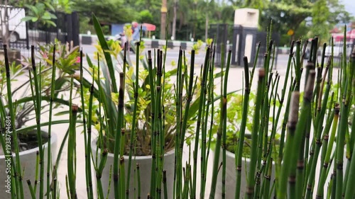 Close-up of Green Bamboo Plants in Pot with Blurred City Traffic Background