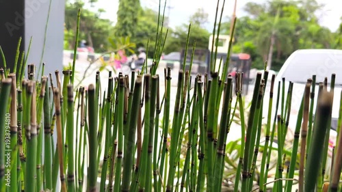 Close-up of Green Bamboo Plants in Pot with Blurred City Traffic Background