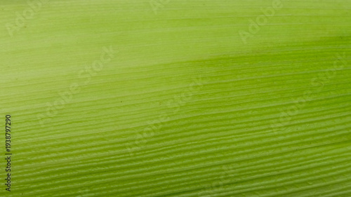 Vibrant green corn husk surface pattern and texture background. Seamless pattern concept. For graphic design, 3D rendering and banners