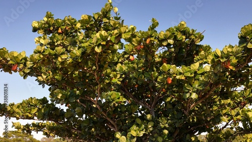 Sea almond tree branches and dense tropical foliage