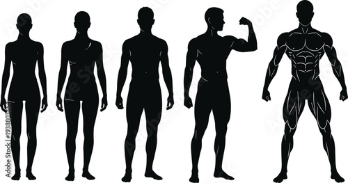 Bodybuilding progression silhouettes slim to highly muscular flex, fitness and wellness theme, flat vector illustration for health concepts