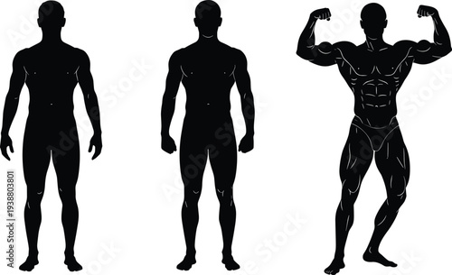 Muscle development silhouettes progression from standard to highly muscular flex, bodybuilding and fitness theme, flat vector illustration
