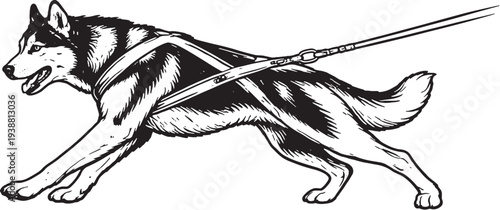 Siberian Husky Sled Pulling Forward Lean Pose Black and White Line Art Working Dog Illustration
