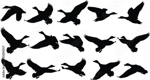 Black Flying Duck Silhouettes Collection with Mallard Geese and Waterfowl in Various Flight Poses Isolated on White Background for Wildlife Nature and Hunting Design Projects.