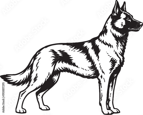 Belgian Malinois Standing Alert Ready Pose Black and White Line Art Working Dog Illustration