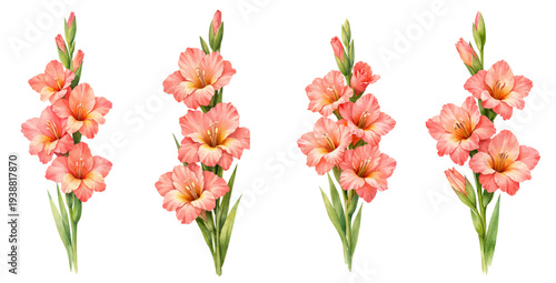 Fotografie A charming watercolor collection of gladiolus flowers with red and pink blossoms for botanical floral illustrations and garden design