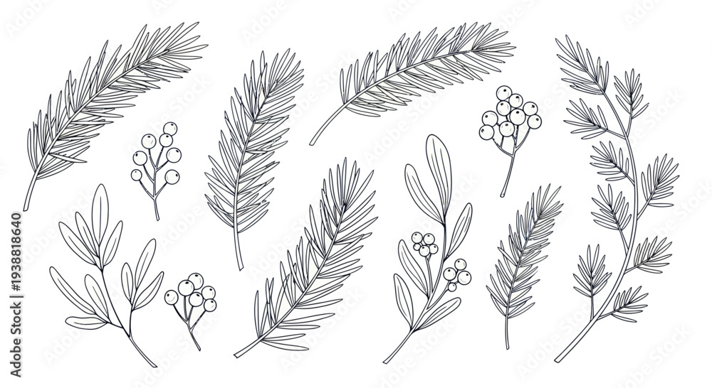 Obraz premium Hand-drawn collection of various evergreen branches and winter foliage elements.